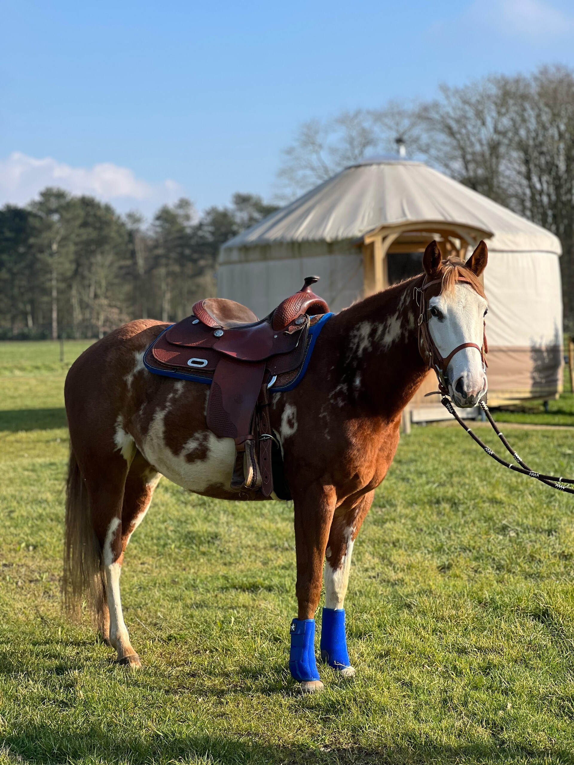Paardenlease