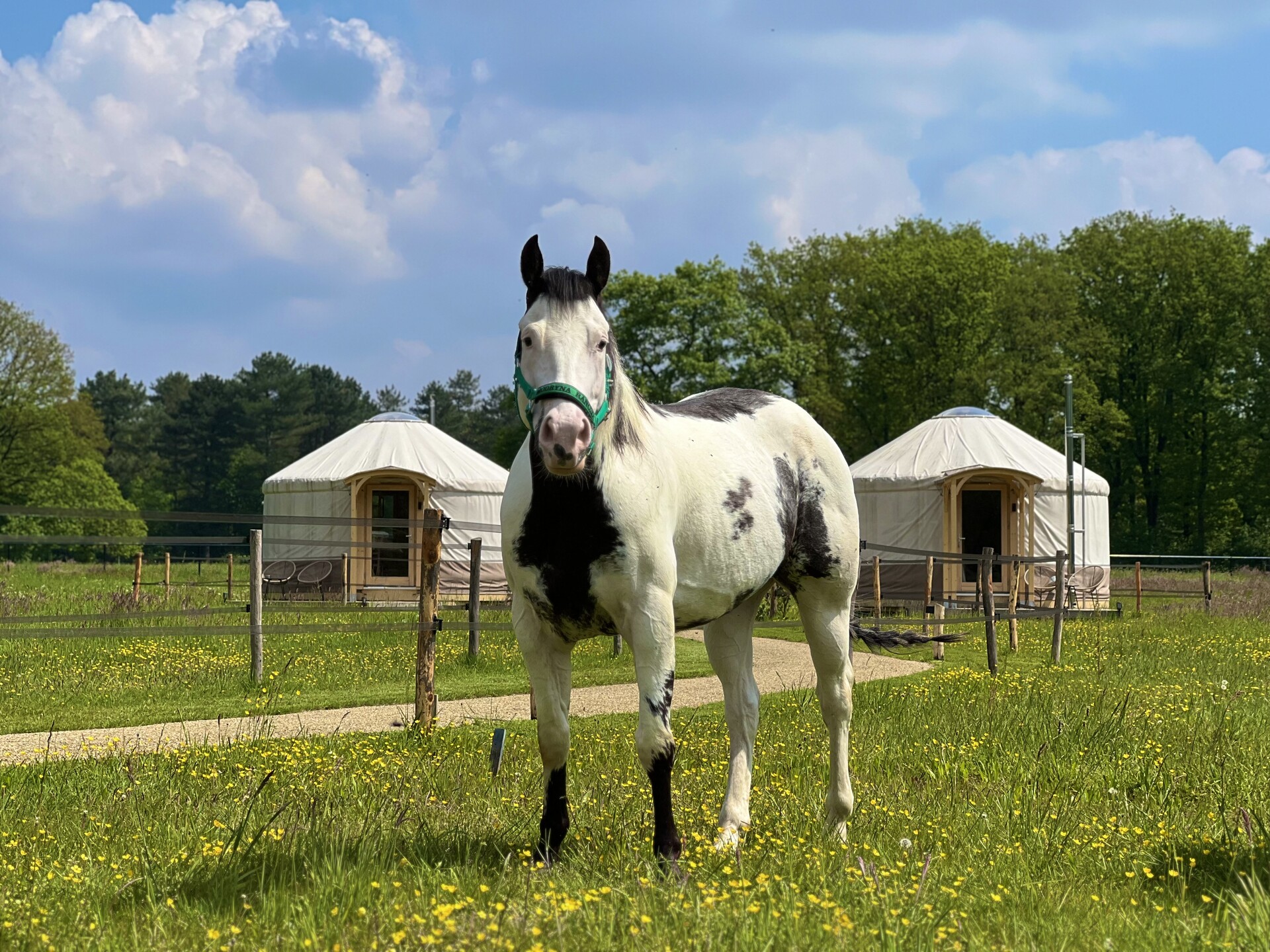 Yurt Equus