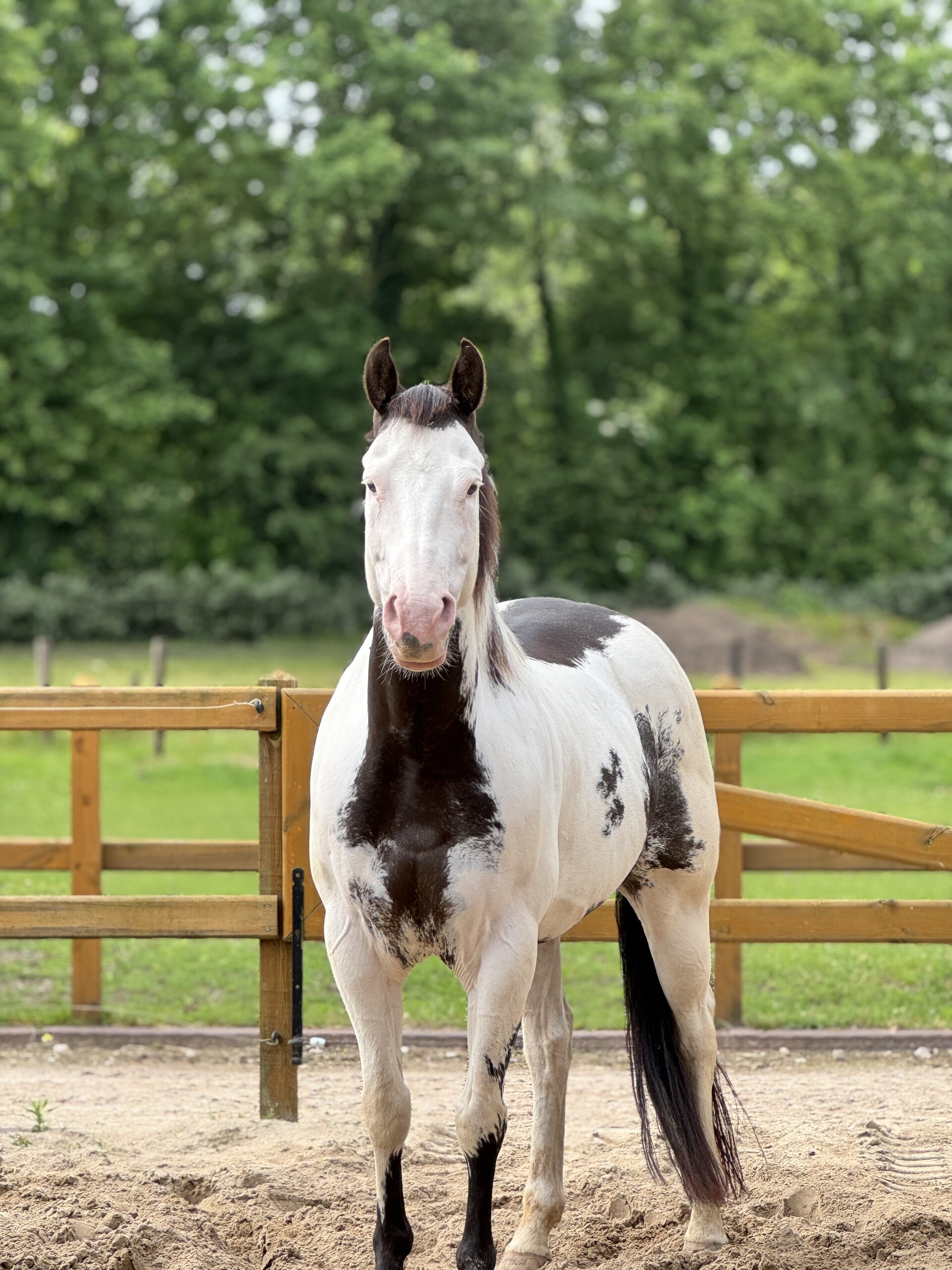 Paardenlease