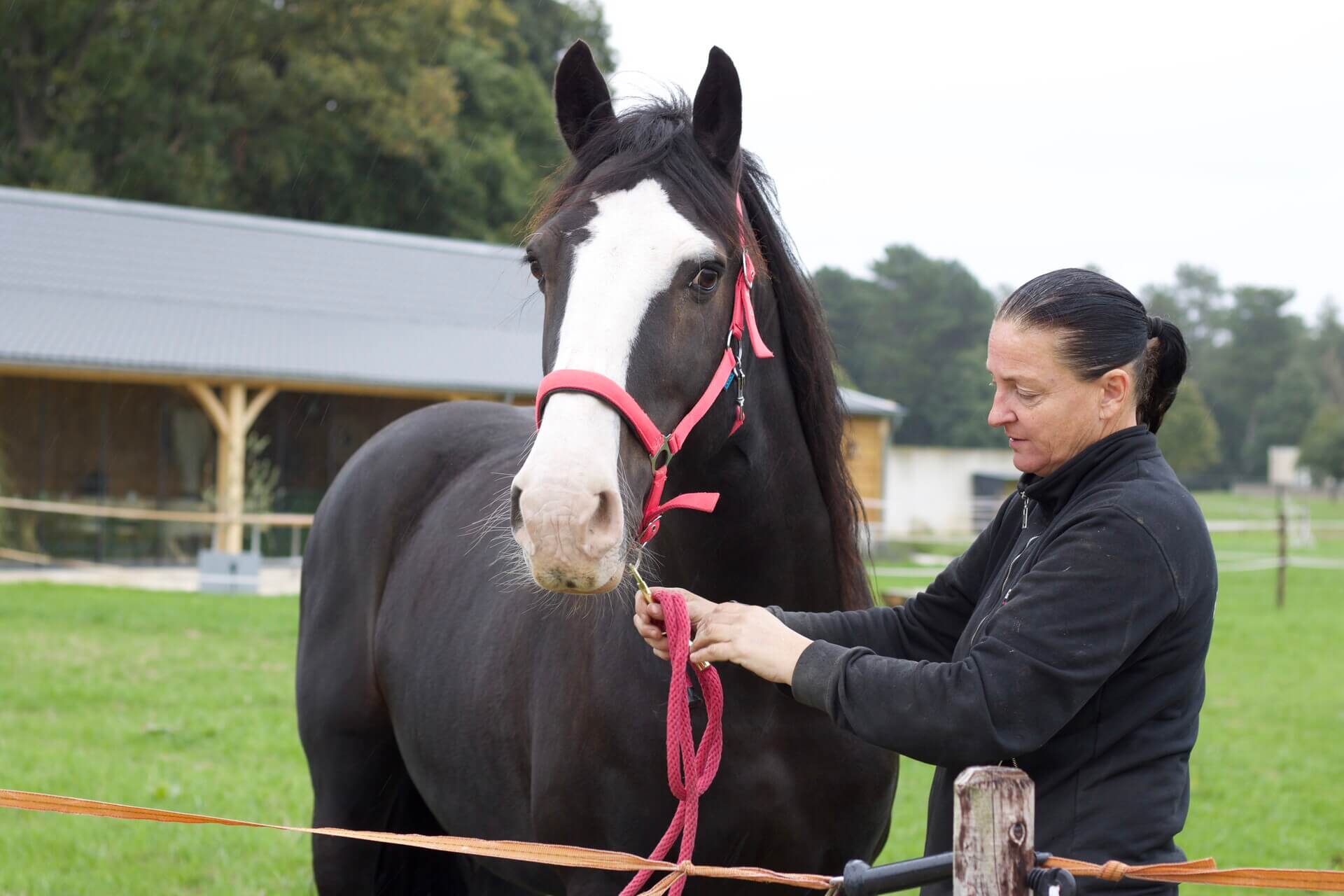 Leren omgaan met paarden