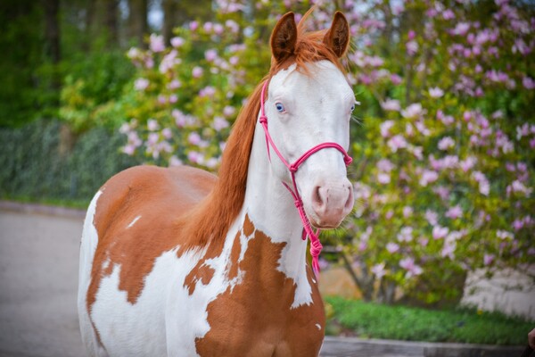 Ontdek onze Hoeve