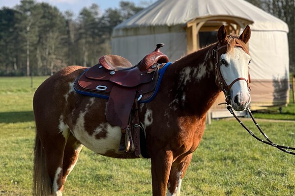 Paardenlease