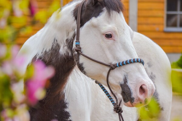 Holiday with your horse