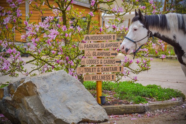 Holiday with your horse