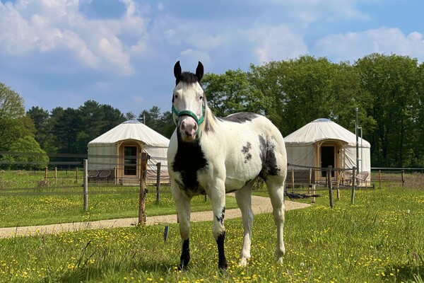 Yurt Equus