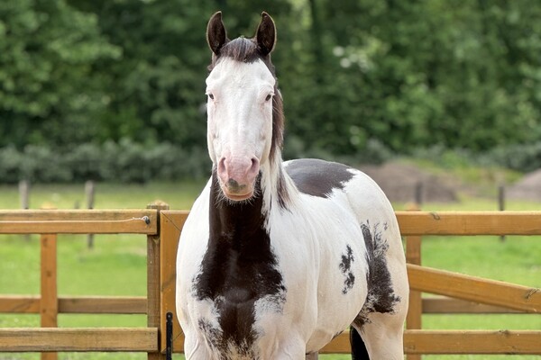 Paardenlease