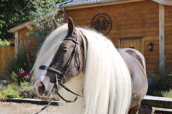 Op vakantie met je paard