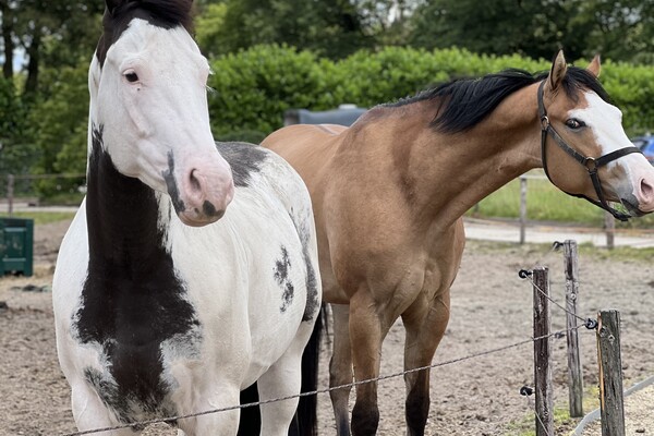 Paardenlease