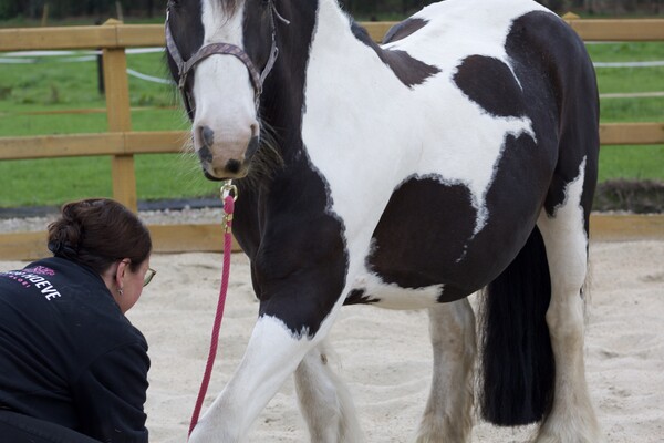 Paarden welzijn en massage