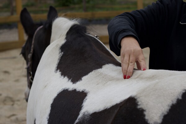 Paarden welzijn en massage