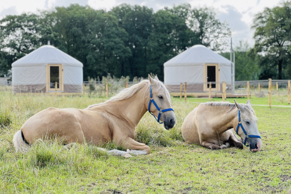 Yurt Solea & Yurt Equus