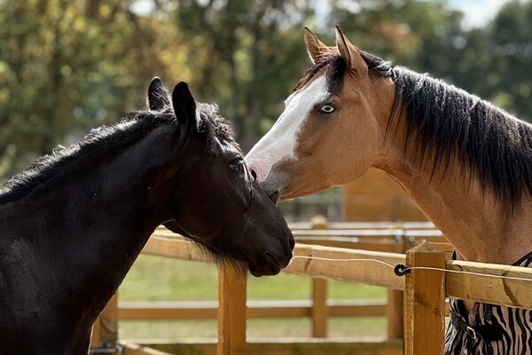 Paardenlease
