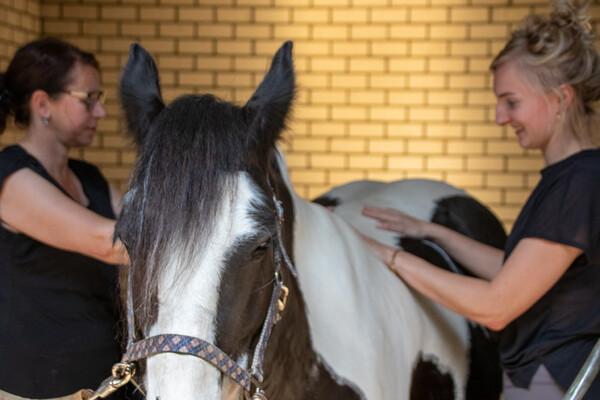 Yoga op en naast het paard