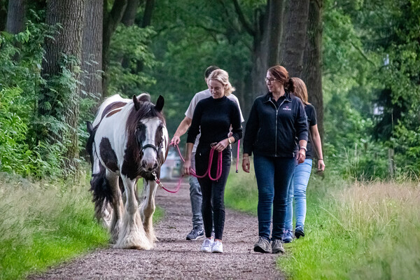 Mindfull wandeling met paard