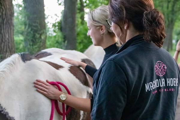 Paarden welzijn en massage