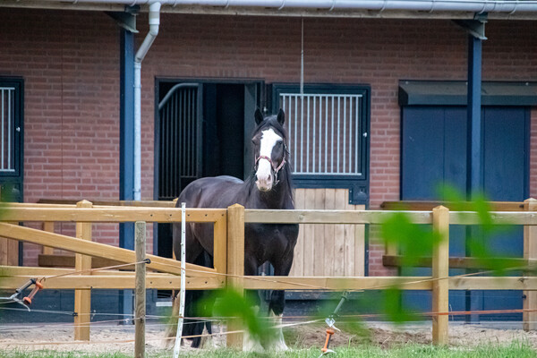 Paardenstallen