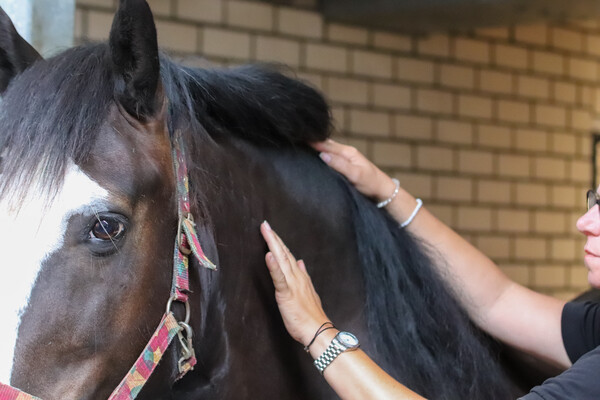 Paarden welzijn en massage