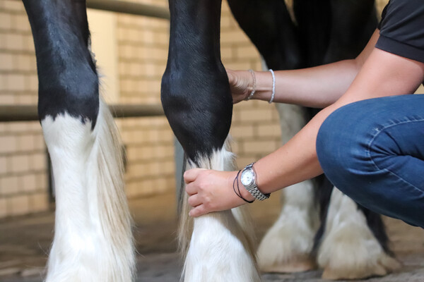 Paarden welzijn en massage