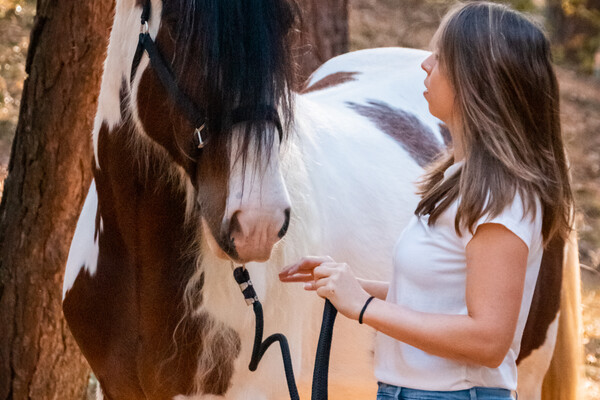 Leren omgaan met paarden
