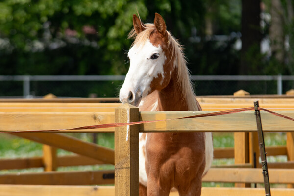 Paardenstallen